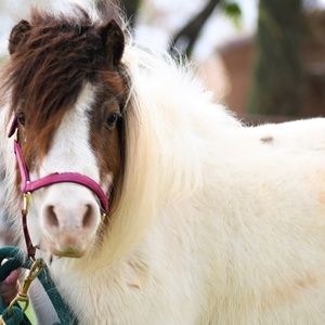 Meet your Posher, Avery